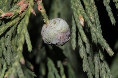 Juniperus flaccida, photographed by Tom Field
