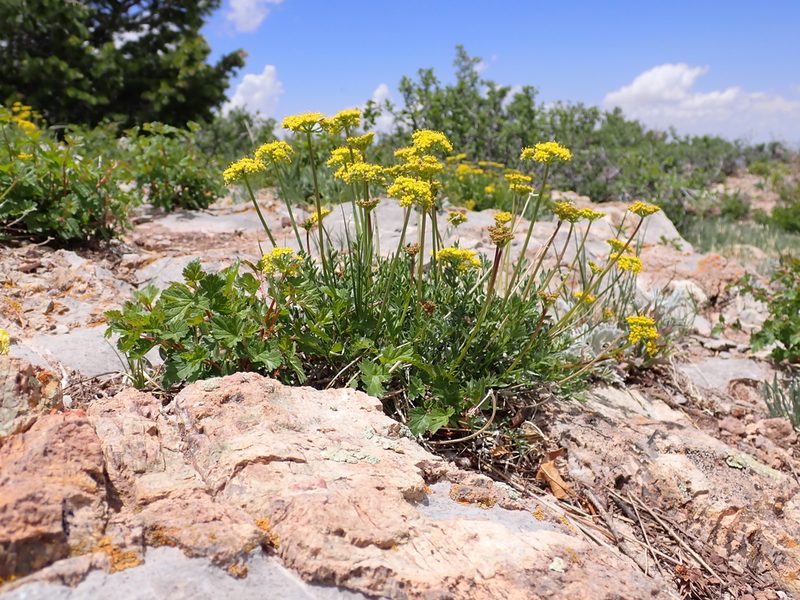 Cymopterus hallii, photographed by Matt Lavin