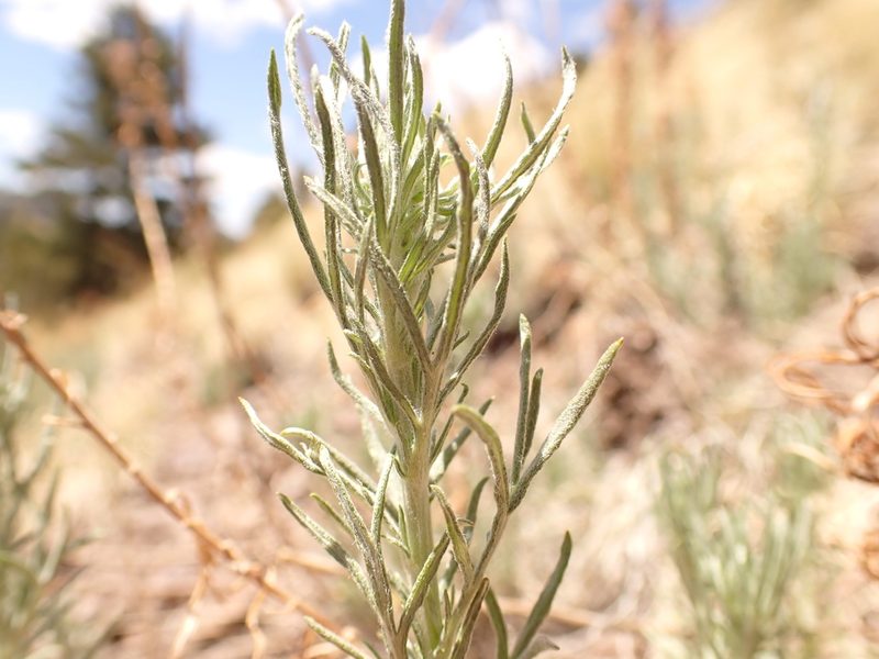 Artemisia carruthii, photographed by Matt Lavin