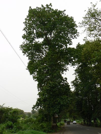 Pterygota alata, photographed by Dinesh Valke