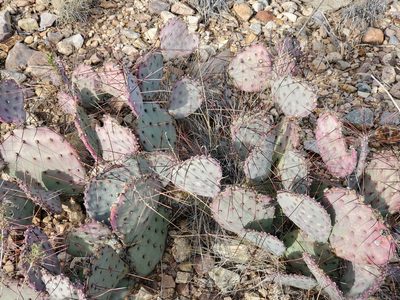 Opuntia azurea, photographed by Tom Field