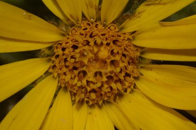 Heterotheca pumila, photographed by Brian Finzel