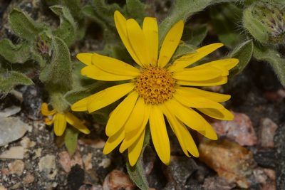 Heterotheca pumila, photographed by Brian Finzel