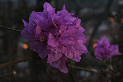 Bougainvillea glabra, photographed by Augusto Guerrante