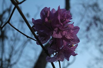 Bougainvillea glabra, photographed by Augusto Guerrante