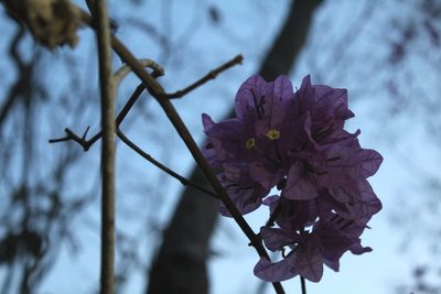 Bougainvillea glabra, photographed by Augusto Guerrante