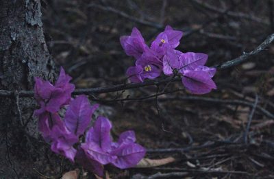 Bougainvillea glabra, photographed by Augusto Guerrante