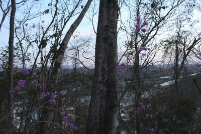 Bougainvillea glabra, photographed by Augusto Guerrante