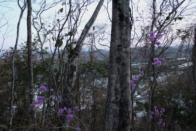 Bougainvillea glabra, photographed by Augusto Guerrante