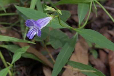 Artanema fimbriatum, photographed by Bruce Cathie