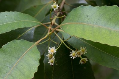 Schizomeria ovata, photographed by Bruce Cathie