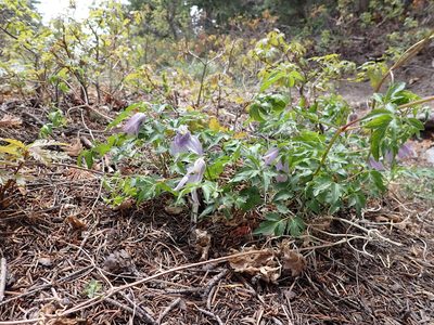 Clematis columbiana, photographed by Matt Lavin