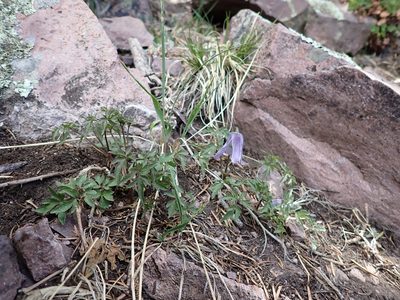 Clematis columbiana, photographed by Matt Lavin