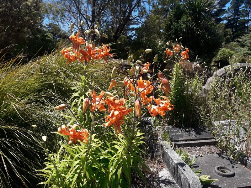Lilium lancifolium, photographed by naturewatchwidow
