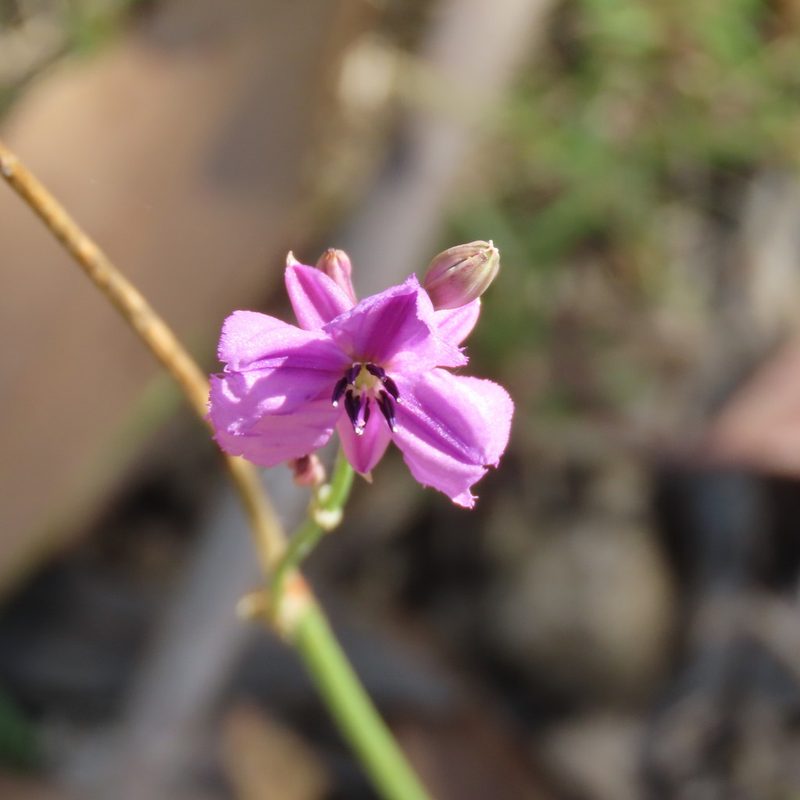Dichopogon strictus, photographed by Elspeth Swan