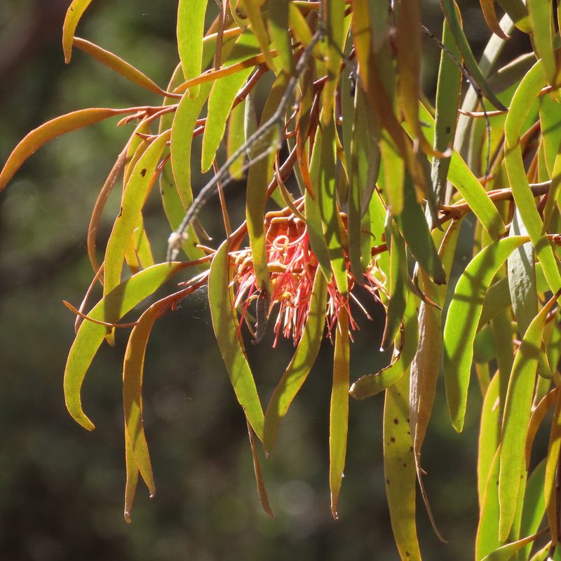 Amyema pendula, photographed by Elspeth Swan
