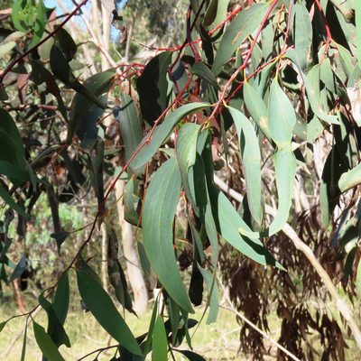 Eucalyptus pauciflora, photographed by Elspeth Swan