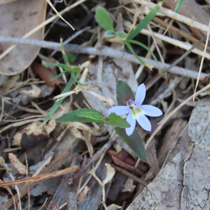 Lobelia pratioides, photographed by Elspeth Swan