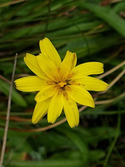 Microseris scapigera, photographed by gnapp