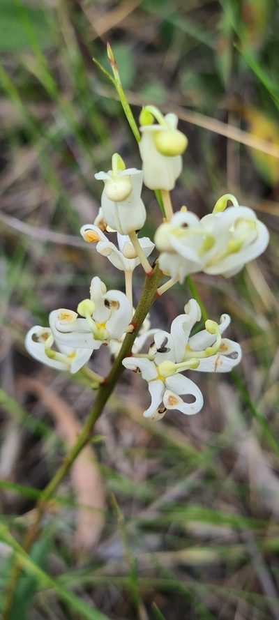Lomatia ilicifolia, photographed by Vale Jenny Conolly