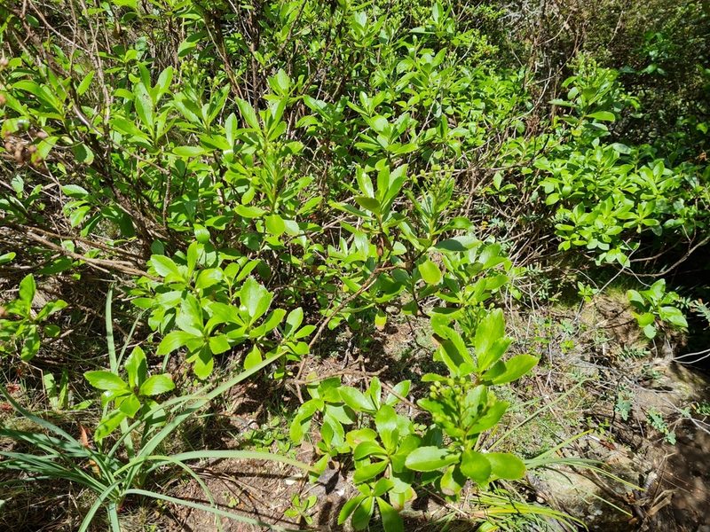 Traversia baccharoides, photographed by gnapp