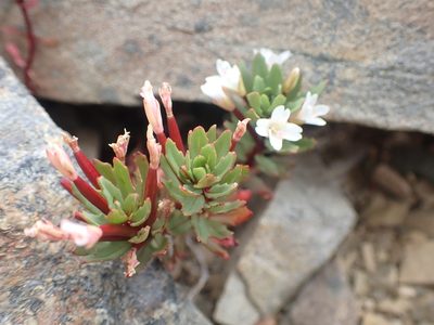 Epilobium pycnostachyum, photographed by Paul Bell-Butler