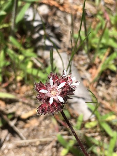 Potentilla tilingii, photographed by Matt Berger