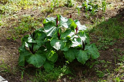 Trillium angustipetalum, photographed by Catie Clune