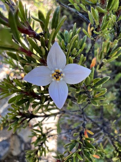 Boronia citriodora, photographed by Ramit Singal