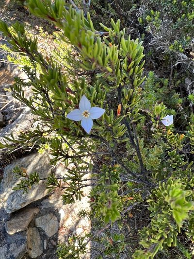 Boronia citriodora, photographed by Ramit Singal