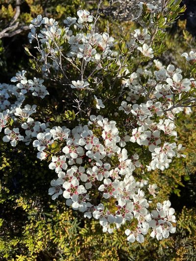 Leptospermum nitidum, photographed by Ramit Singal