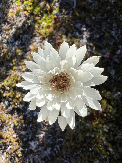 Xerochrysum milliganii, photographed by Ramit Singal