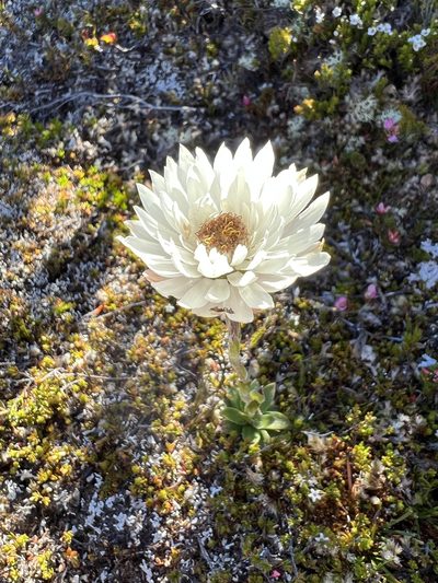 Xerochrysum milliganii, photographed by Ramit Singal