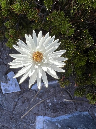 Xerochrysum milliganii, photographed by Ramit Singal