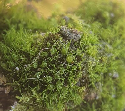 Weissia angustifolia, photographed by Jonathan Hughes