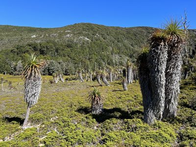 Richea pandanifolia, photographed by Ramit Singal