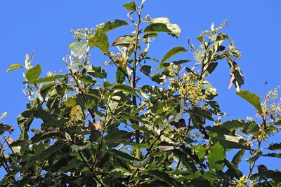 Ocotea puberula, photographed by Hugo Hulsberg