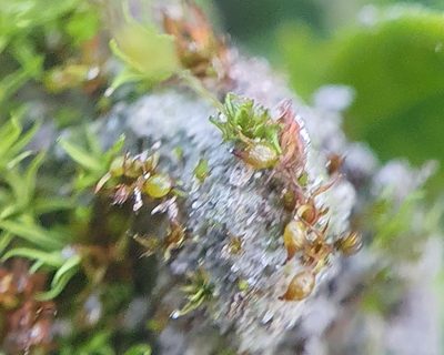 Microbryum curvicollum, photographed by Jonathan Hughes