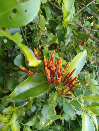 Agelanthus kraussianus, photographed by Rosemary Harrison