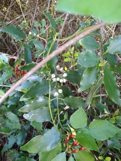 Agelanthus kraussianus, photographed by Rosemary Harrison