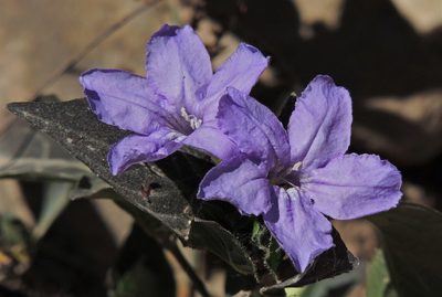 Ruellia erythropus, photographed by Hugo Hulsberg