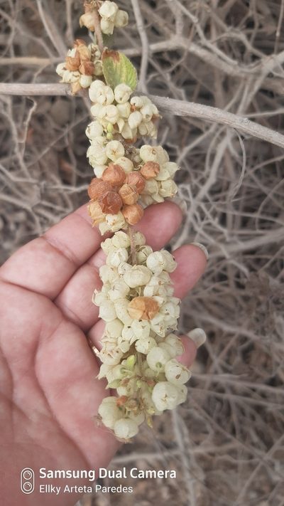 Melochia lupulina, photographed by Ellky Arteta Paredes