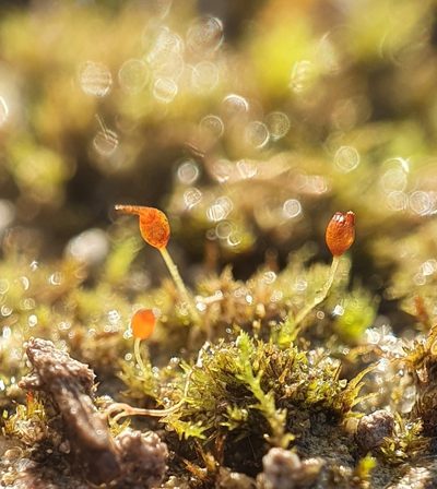 Pottiopsis caespitosa, photographed by Jonathan Hughes