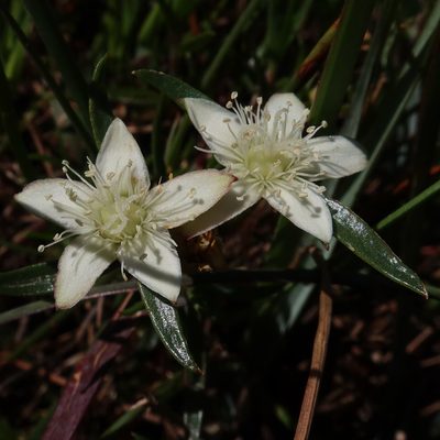 Aizoon sarmentosum, photographed by Diana Studer