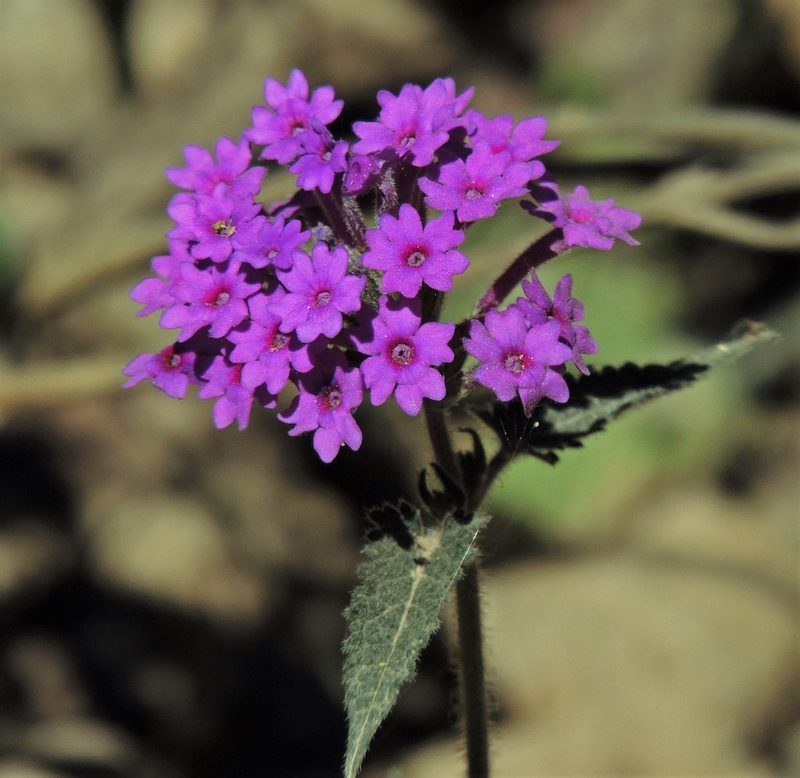 Verbena scrobiculata, photographed by Hugo Hulsberg
