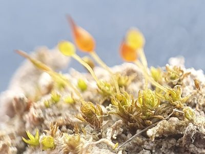 Pottiopsis caespitosa, photographed by Jonathan Hughes