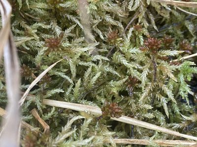 Sphagnum palustre, photographed by James Clow