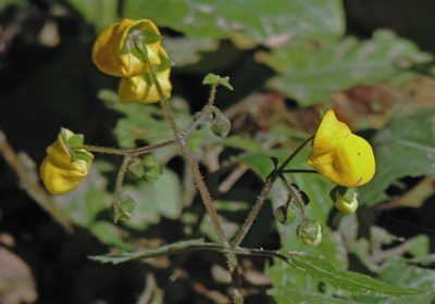 Calceolaria elatior, photographed by Hugo Hulsberg