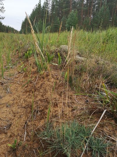 Koeleria glauca, photographed by Anastasia Titovets