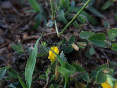 Crotalaria hebecarpa, photographed by Swarochi Tathagath